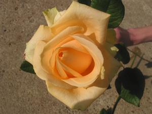 Photo 397936