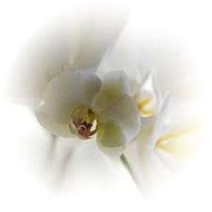 Photo 446044