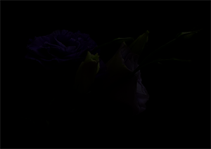 Photo 488464