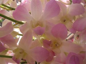 Photo 497458