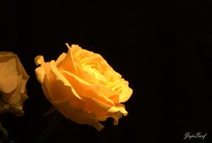 Photo 506777