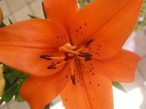Photo 572789