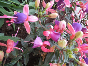 Photo 722691