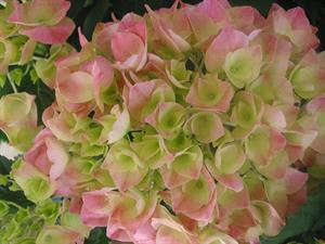 Photo 728417