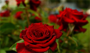 Photo 771746