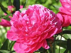 Photo 777178