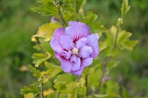 Photo 777751