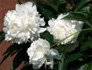 Photo 777783