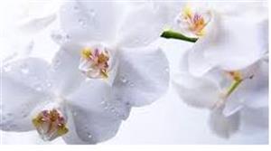 Photo 784743