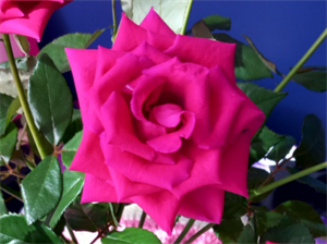 Photo 823733