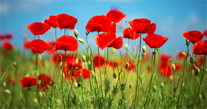 Photo 880948
