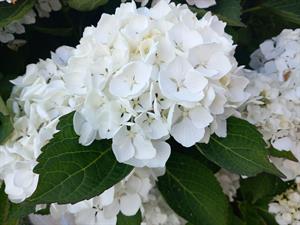 Photo 898025