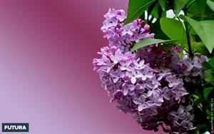 Photo 899972
