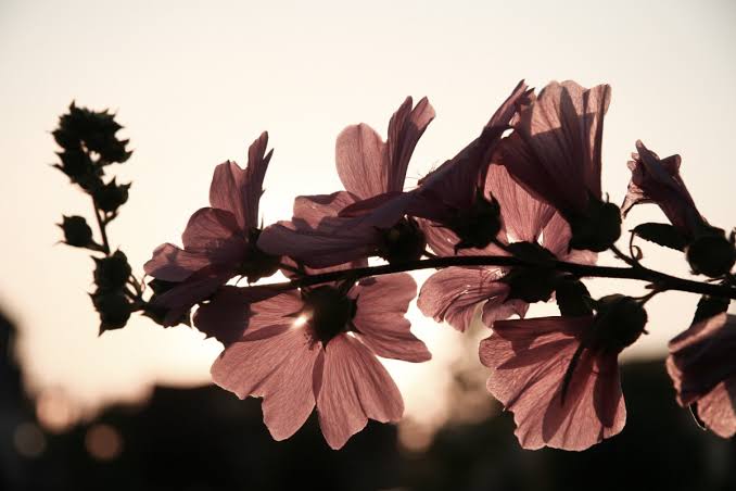 Photo 900512