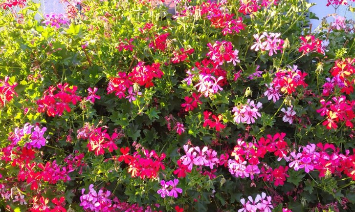 Photo 952008