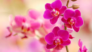 Photo 966762
