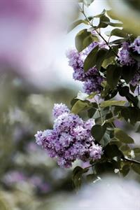 Photo 968233