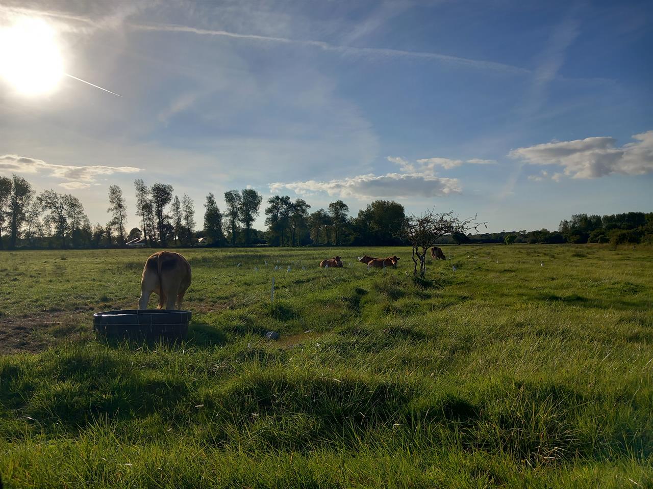 Photo 969096