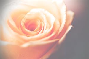 Photo 969388