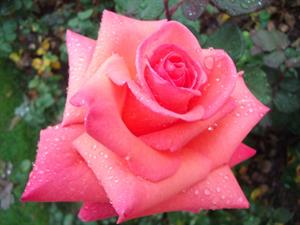 Photo 969644