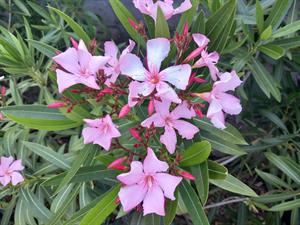 Photo 972578
