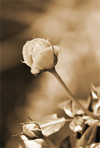 Photo 972838
