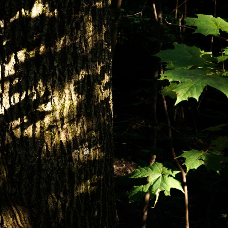 Photo 978239